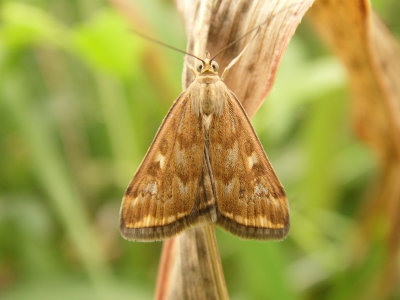 Lepidotteri pista ciclabile Arluno-Boffalora